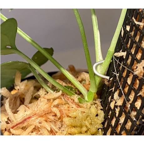 Philodendron sp. from Venezuela [tanakay]