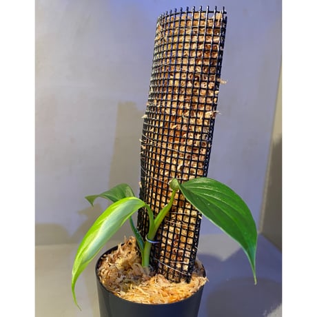 Philodendron sp. from Iquitos Peru [tanakay]