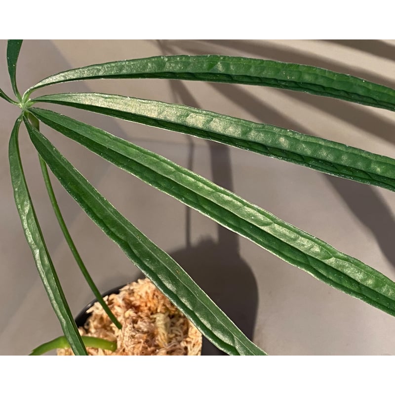 Anthurium aff. eminens ② | M・R・G・R