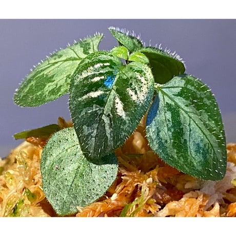Gymnostachyum sp. "type B" from Aceh Selatan [HW0816-03]