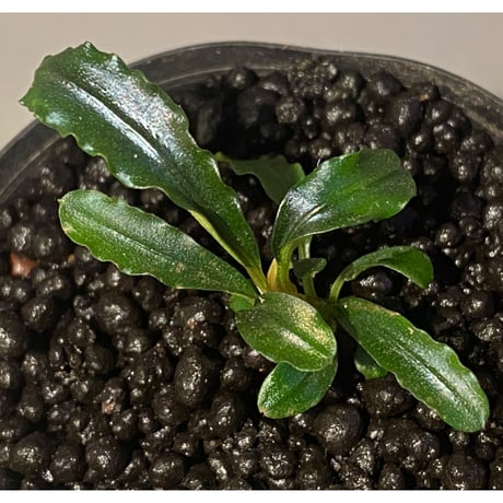 Bucephalandra sp. "MEDUSA"