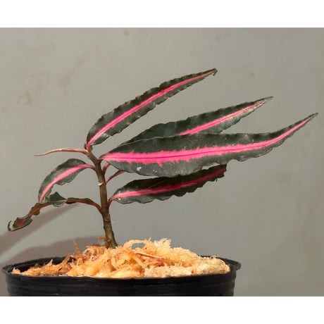 Labisia sp. from Vietnam