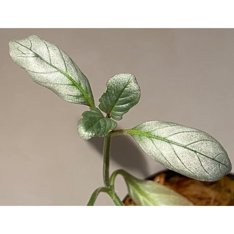 Acanthaceae gen. from Laos [LA]