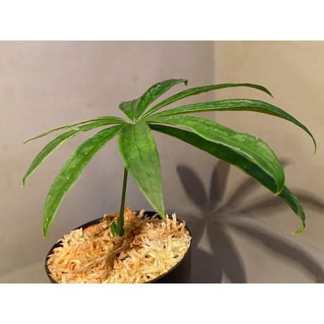 Anthurium polyschistum from Napo Ecuador [tanakay]