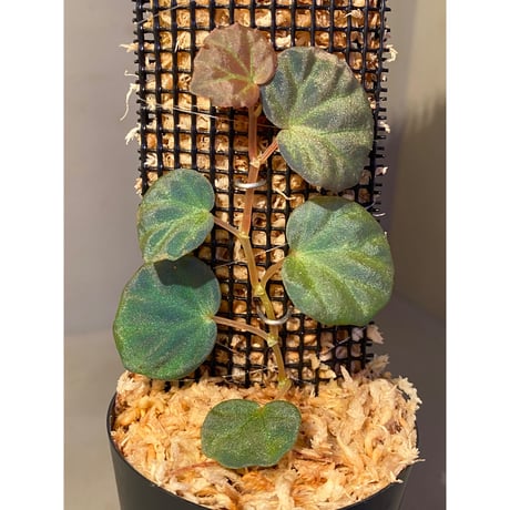Begonia sp. from Sarawak ②