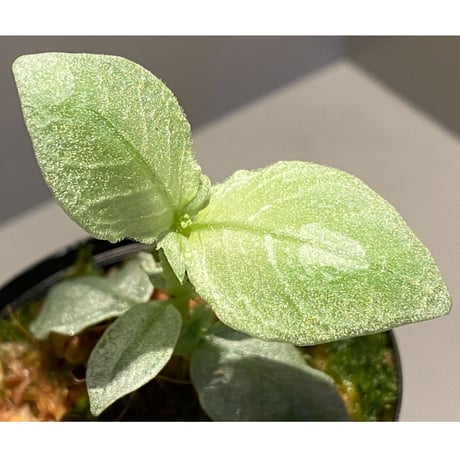 Argostemma sp. from Lebong Bengkulu sumatera [TB]