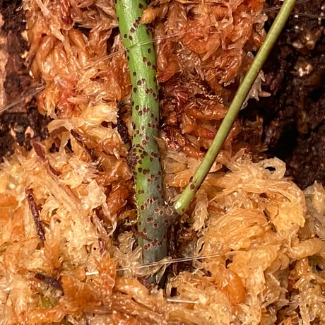 Serpocaulon semipinnatifidum from Ecuador 伊藤蟻植物農園 ②