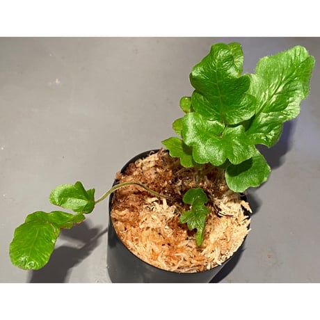 Quercifilix zeylanica from Sri Lanka