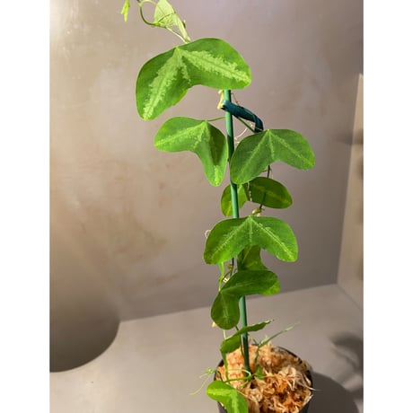 Passiflora apetala from Costa Rica