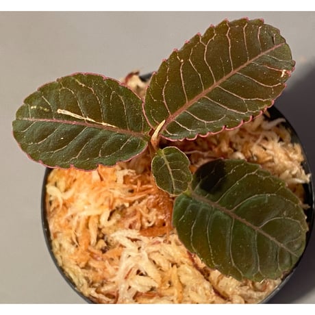 Labisia sp. from Riau Sumatera