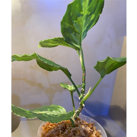 Aglaonema pictum "マルチカラー白玉" D.F.S from Sumatera barat [AZ0912-1]