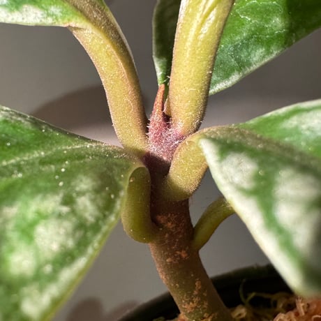Labisia sp. from Vietnam
