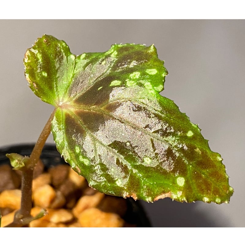 Begonia sp. from North Toraja [S0919-06] 伊藤蟻植物農