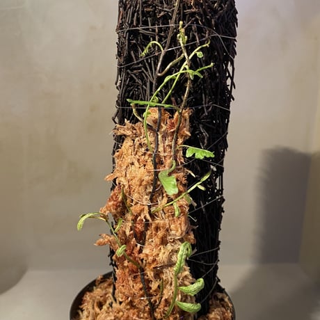 Teratophyllum ludens from Selangor Malaysia