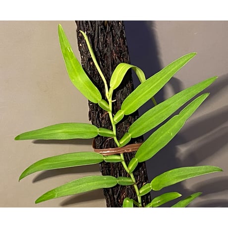 (大株) Epipremnum sp. from Trat Thailand ①