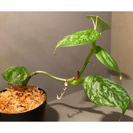 Philodendron sp. from Iquitos Peru [tanakay]