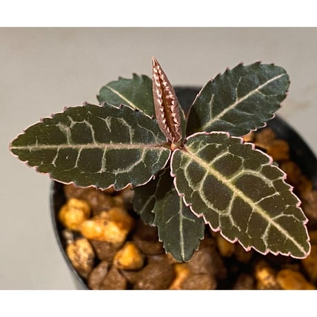 Emblemantha urnulata (Labisia sp.) from Riau sumatera [LA0815-01]