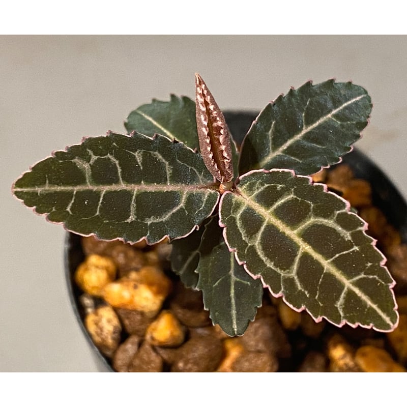 Emblemantha urnulata (Labisia sp.) from Riau su
