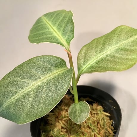 Ardisia sp. from Saripoi [LA0515-02]