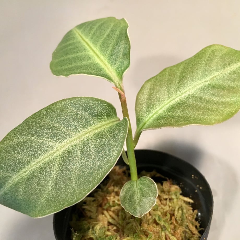 5c68d7253b63657476104314