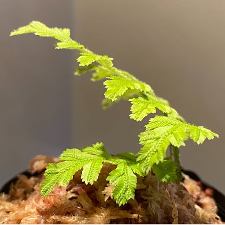 Selaginella biformis [STRINGE PLANTS]