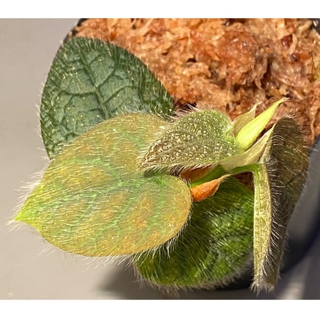 Ficus sp. from Selangor
