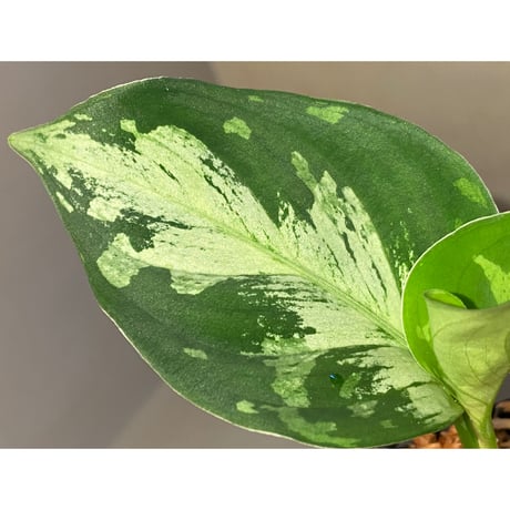 Aglaonema pictum “Purple Rain” BNN from Sibolga timur ［AZ0516-2e］