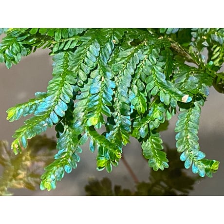 Selaginella willdenowii from Pahang Malaysia