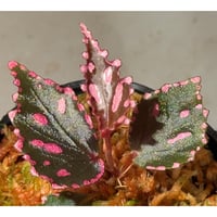Begonia sp. ぼっち株 from Julau [R1214-01b]