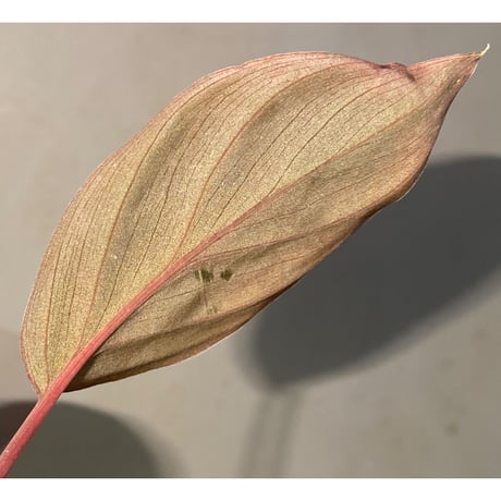 Homalomena sp. from Sarawak