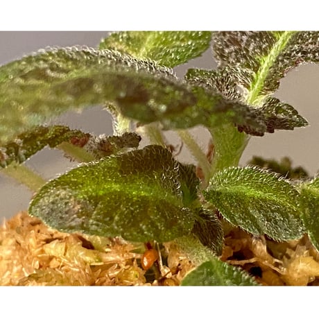 (３芽立ち) Nautilocalyx picturatus
