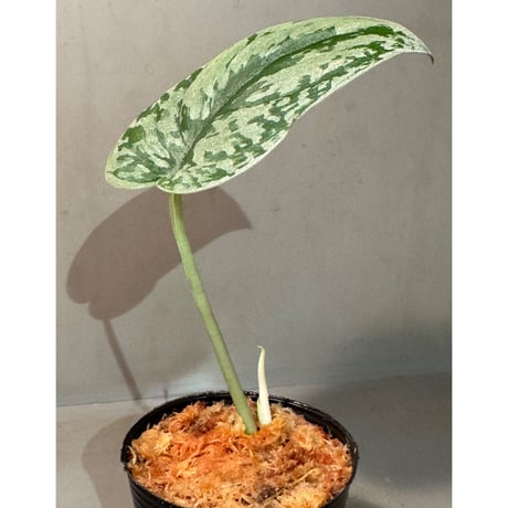 Scindapsus pictus "Mahakam hulu" Kalimantan timur [TB2303]