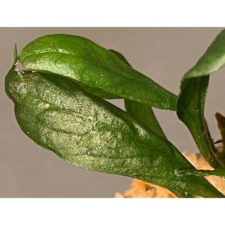 Micrmsorium sp. from Laos②