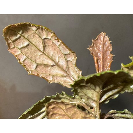 Ardisia sp. from Bengkulu [LA0315-1]