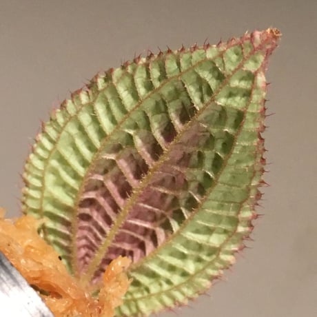 Bertolonia marmorata from Brazil