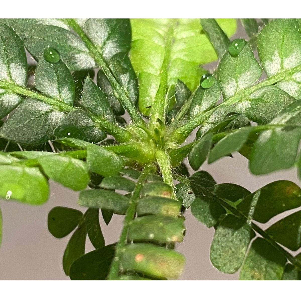 Biophytum sp. BB8th [LA] M・R・G・R