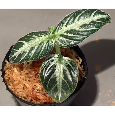 Argostemma bifolium from Bukit Larut [TK130717]