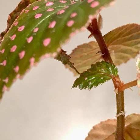 Begonia sp. from Saripoi [LA0813-2]
