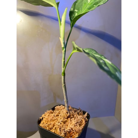 Aglaonema pictum GW1707 "Padang sidempuan" [TB]