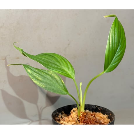 Homalomena sp. "蛟" from Sumatera Utara [LA0318-02] ②
