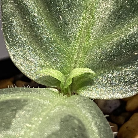Argostemma bifolium from Bukit Larut [TK130717]