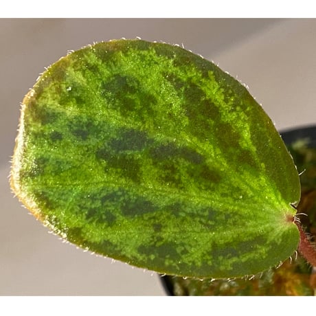 Begonia blancii