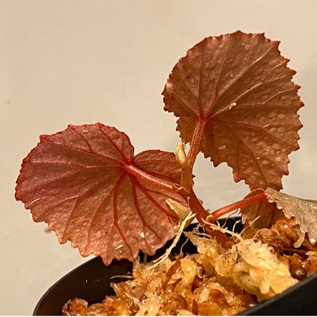 Begonia sp. from Matang [TK160716]