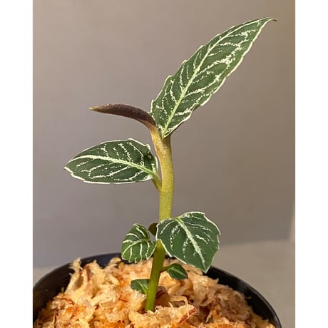 Ardisia sp. from Aceh Selatan [HW0816-03]