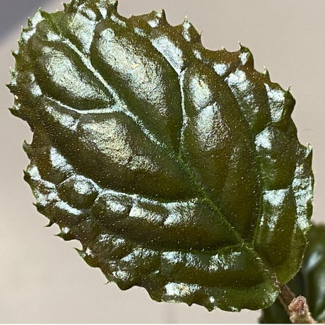 Ardisia sp. from Bengkulu [LA0315-1]