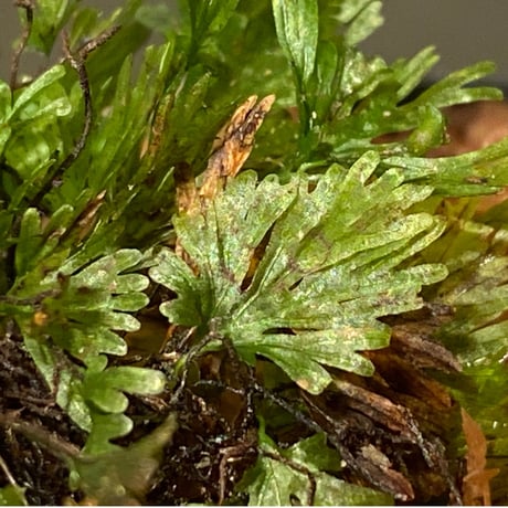 Crepidomanes minutum from Madiun East Java [カミハタ便] ②
