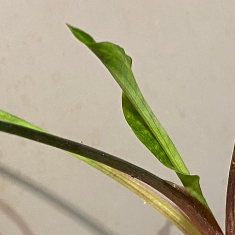 Cryptocoryne joshanii from Basilan island philippines [LA]