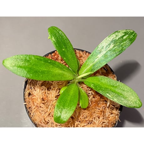 Schismatoglottis sp. "初霜錦" from Murung raya [LA0515-05]
