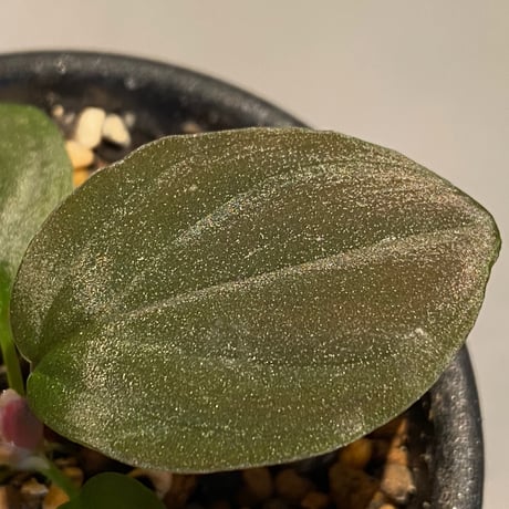 Homalomena sp. from Lundu [TK231017]