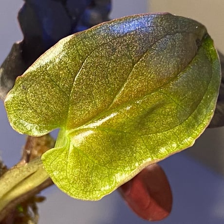 Syngonium sp. from Choco Colombia [tanakay]